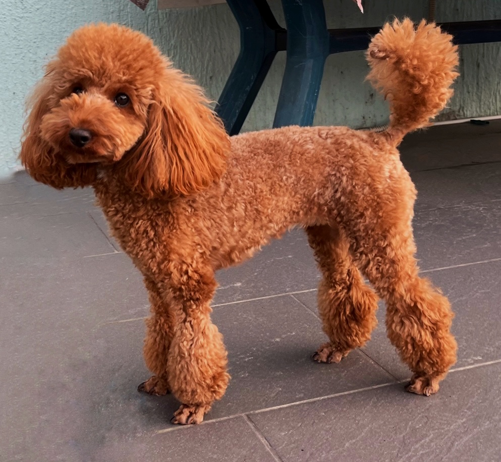 Phoebe, razigrana crvena toy pudlica, nosi zeleno-crni kostim u obliku cveta i izgleda preslatko i ponosno.
