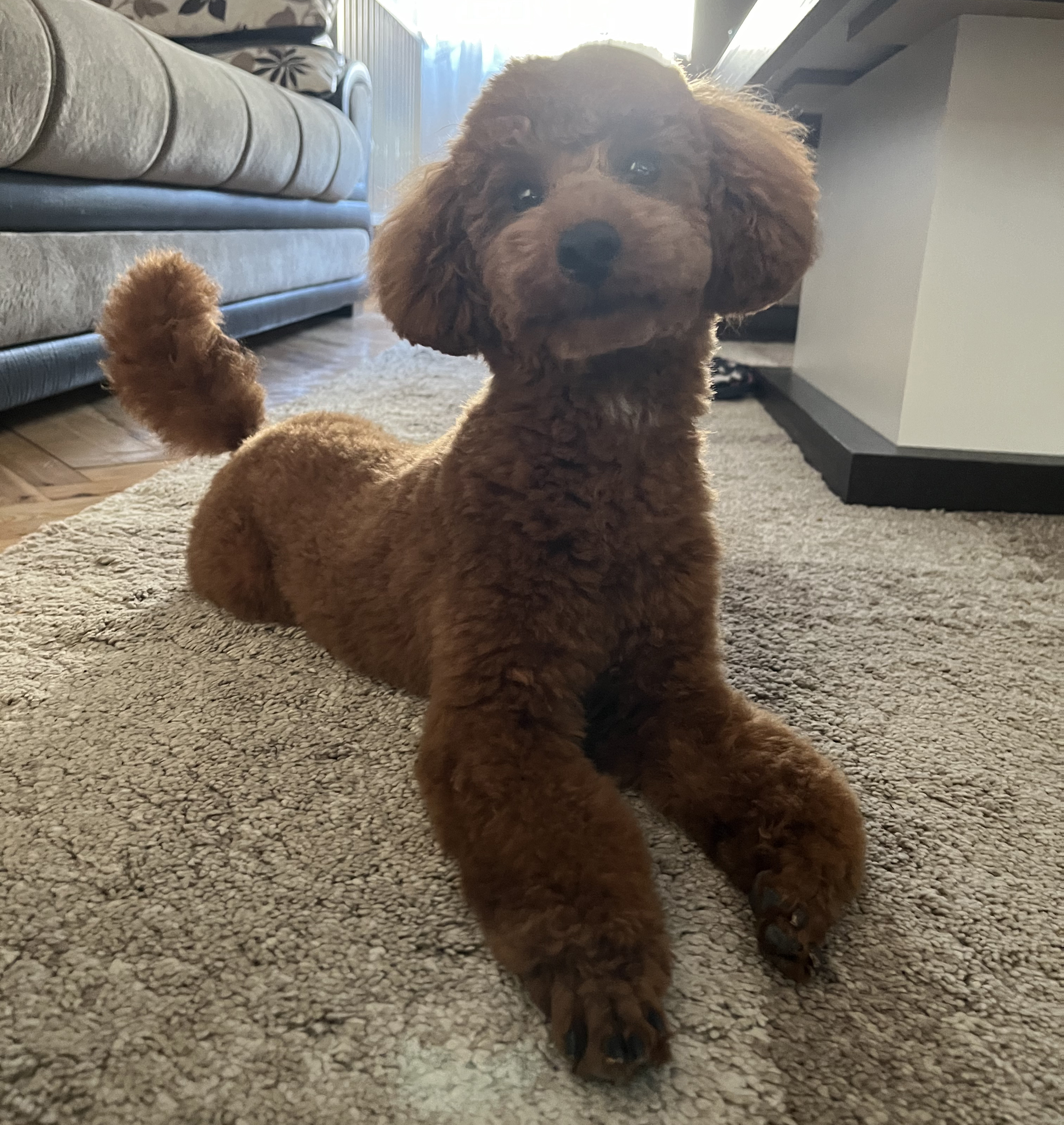 Phoebe, crvena toy pudlica, sedi na tepihu i veselo gleda prema objektivu, sa repom podignutim od uzbuđenja.