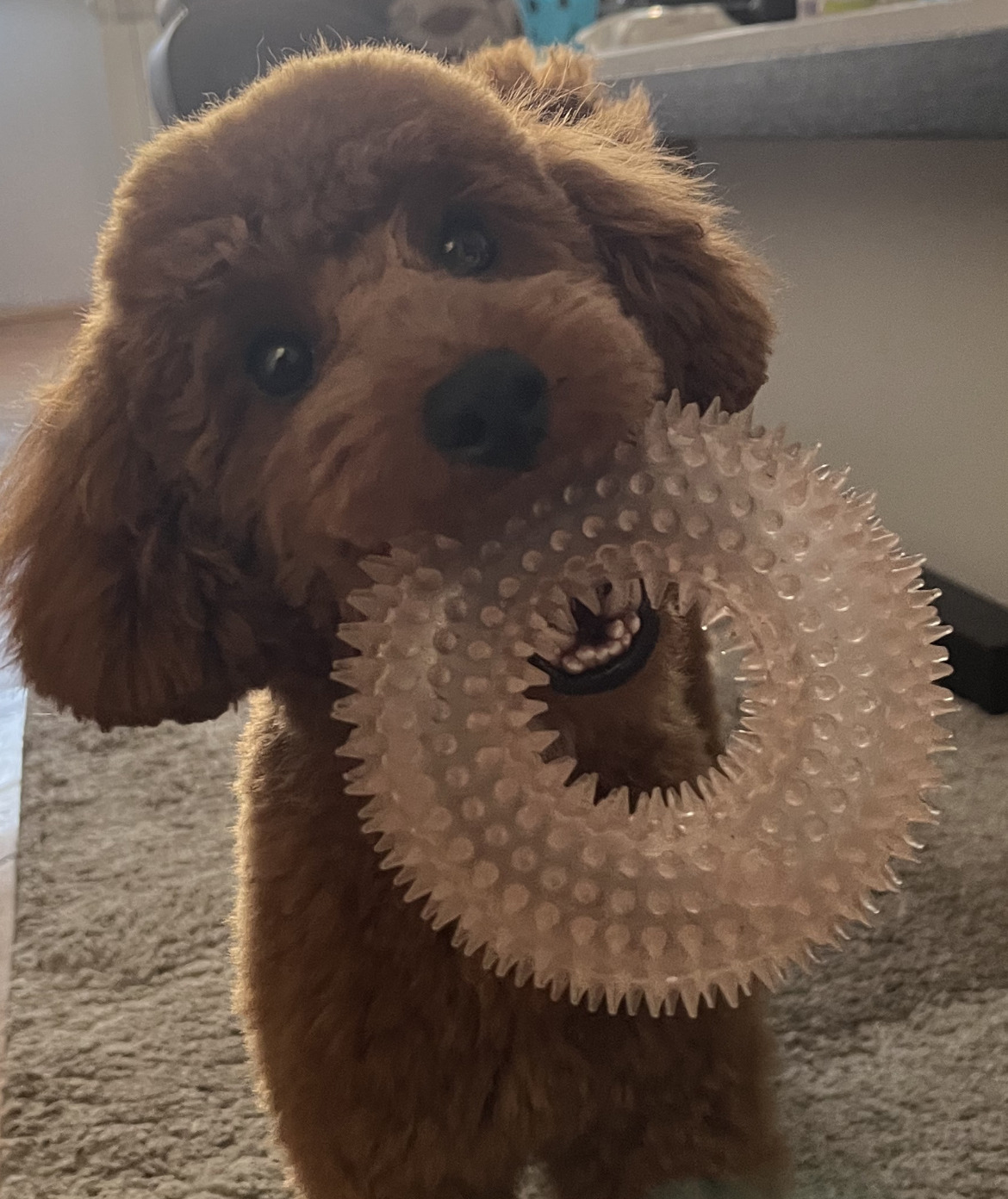 Phoebe