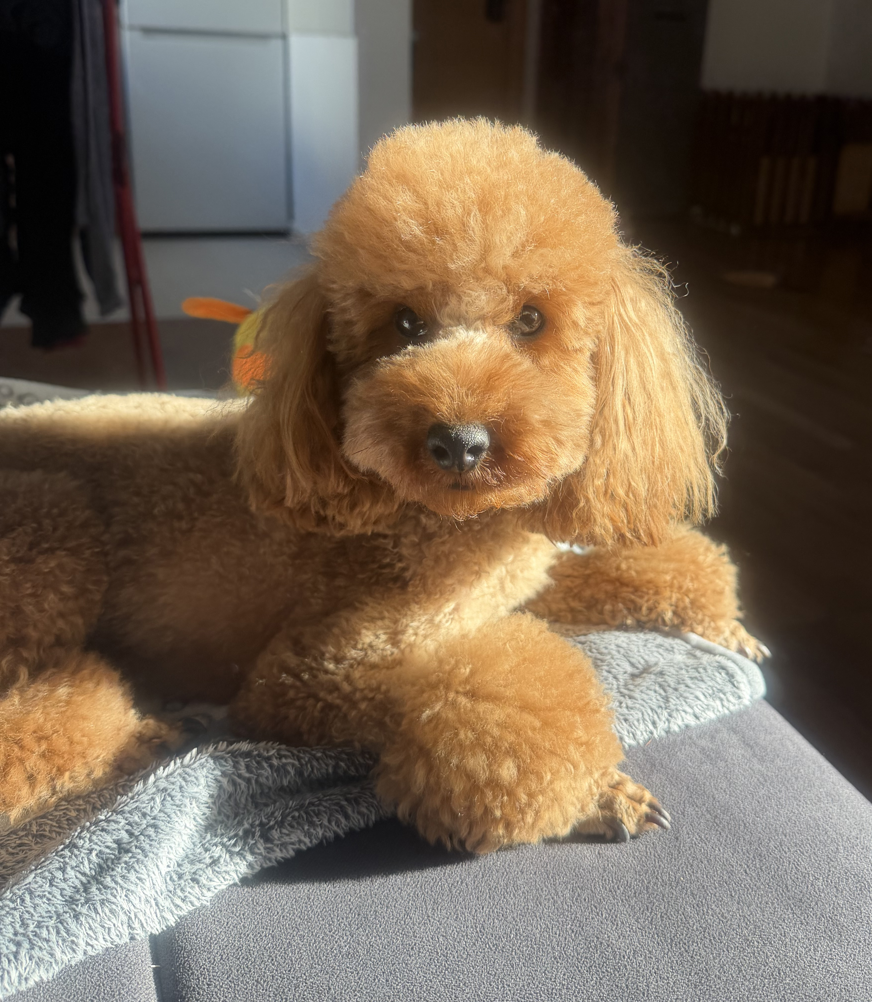Phoebe, crvena toy pudlica, sedi na tepihu i veselo gleda prema objektivu, sa repom podignutim od uzbuđenja.