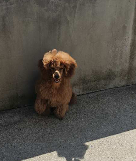 Cheerful and energetic toy poodle Zaza lies indoors, ready to jump into another game.