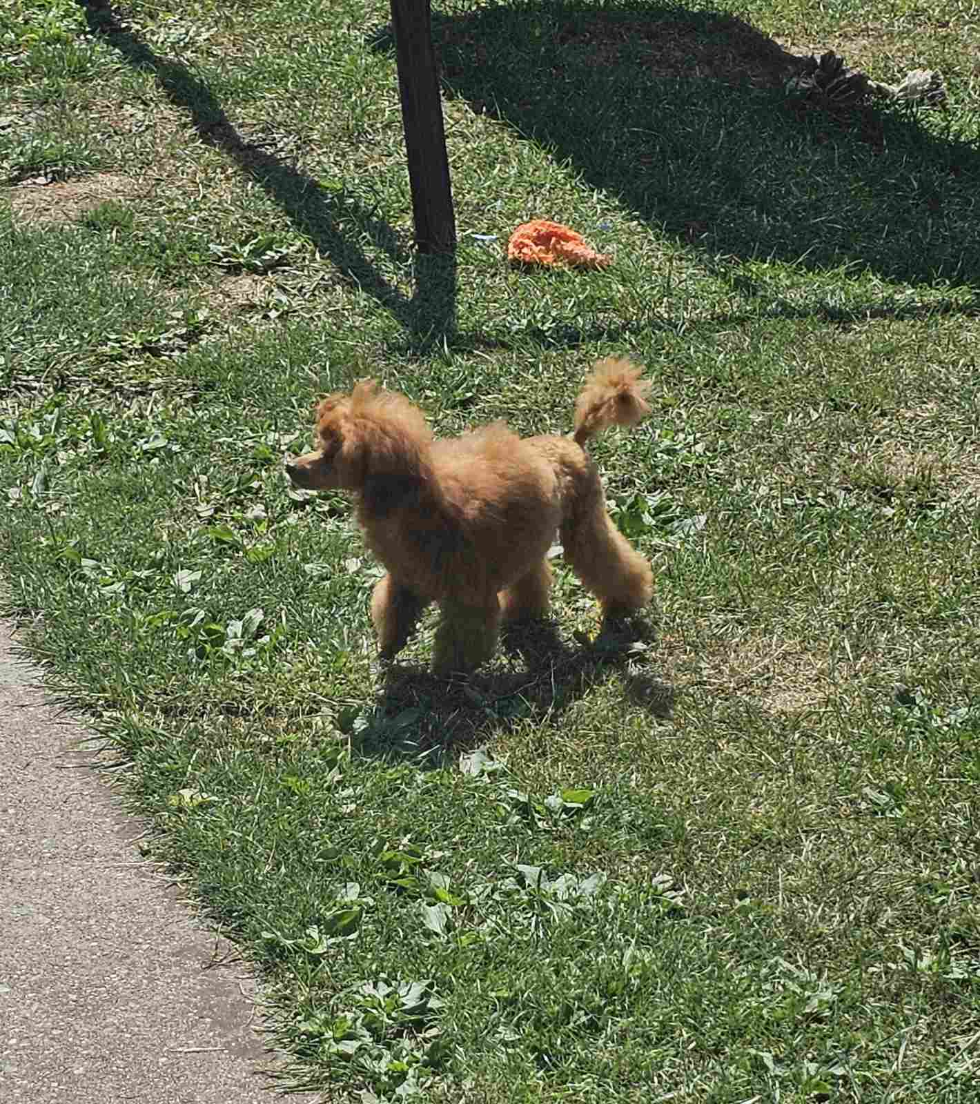 Zaza, a red toy poodle, runs happily on the grass, wagging her tail under the sun.