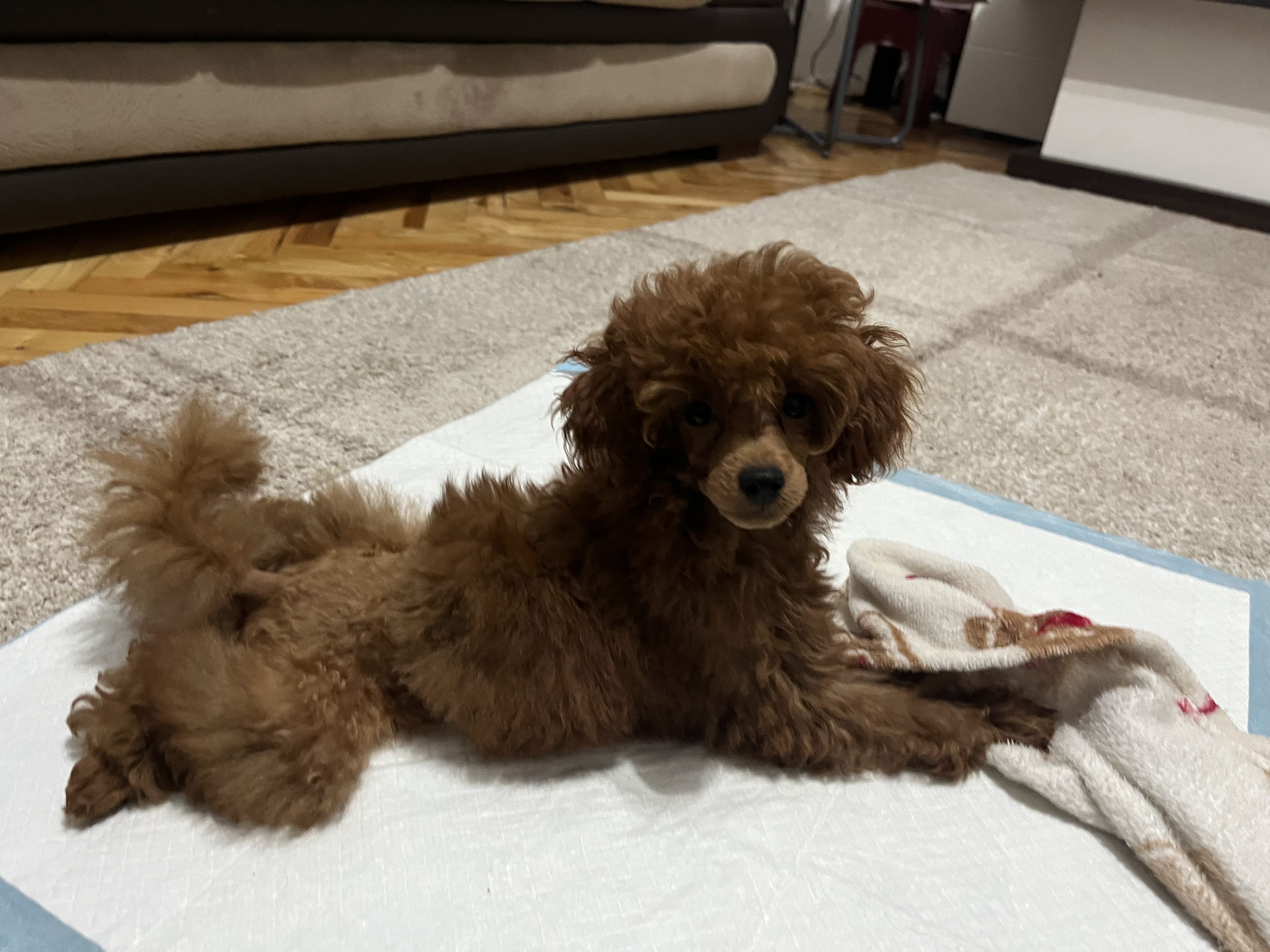 Zaza, a red toy poodle with a fluffy hairstyle, sits calmly and looks at the camera with a sweet expression.