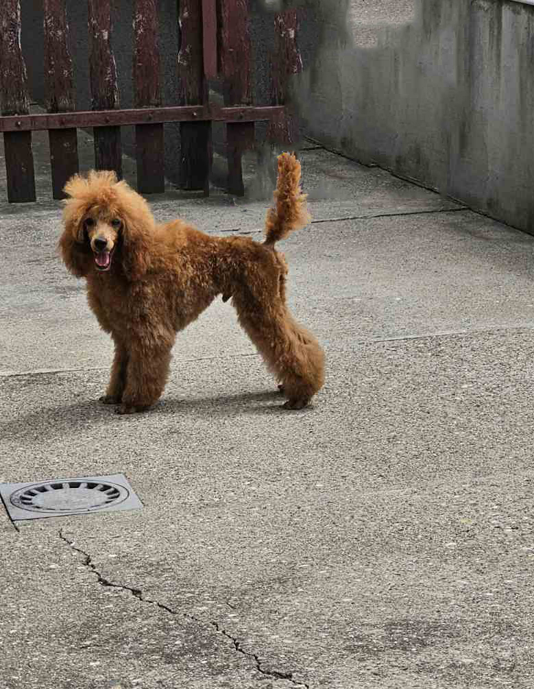 Crvena toy pudla sa izuzetno pufnastom i gustom dlakom pozira za portret.