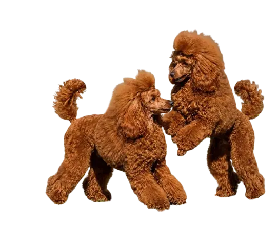 A woman with long dark hair holds a red toy poodle puppy and gently hugs it, showing love and connection.