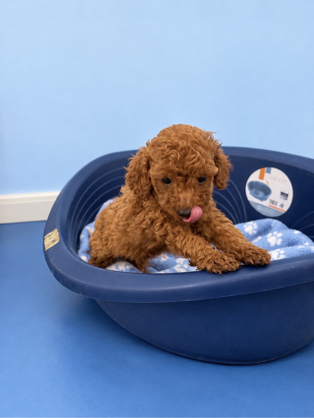 Toy poodle puppy Megi