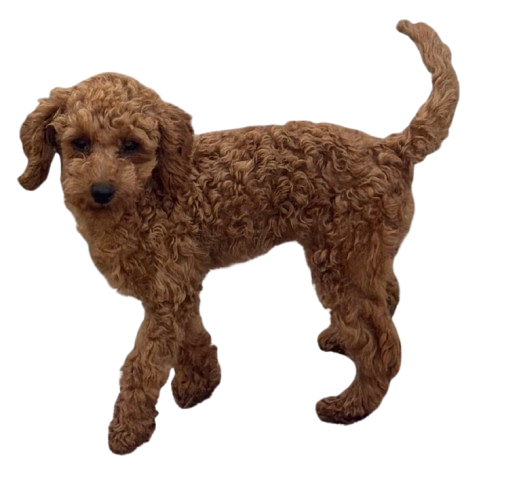 Nesa, Toypudel aus Cheke's Kennel