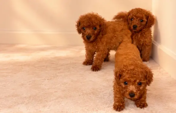 Toy poodle litter at Cheke's Kennel