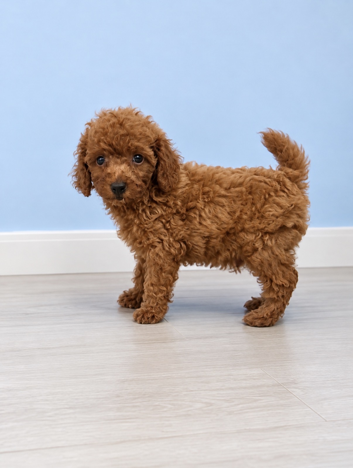 Toy poodle puppy Mars
