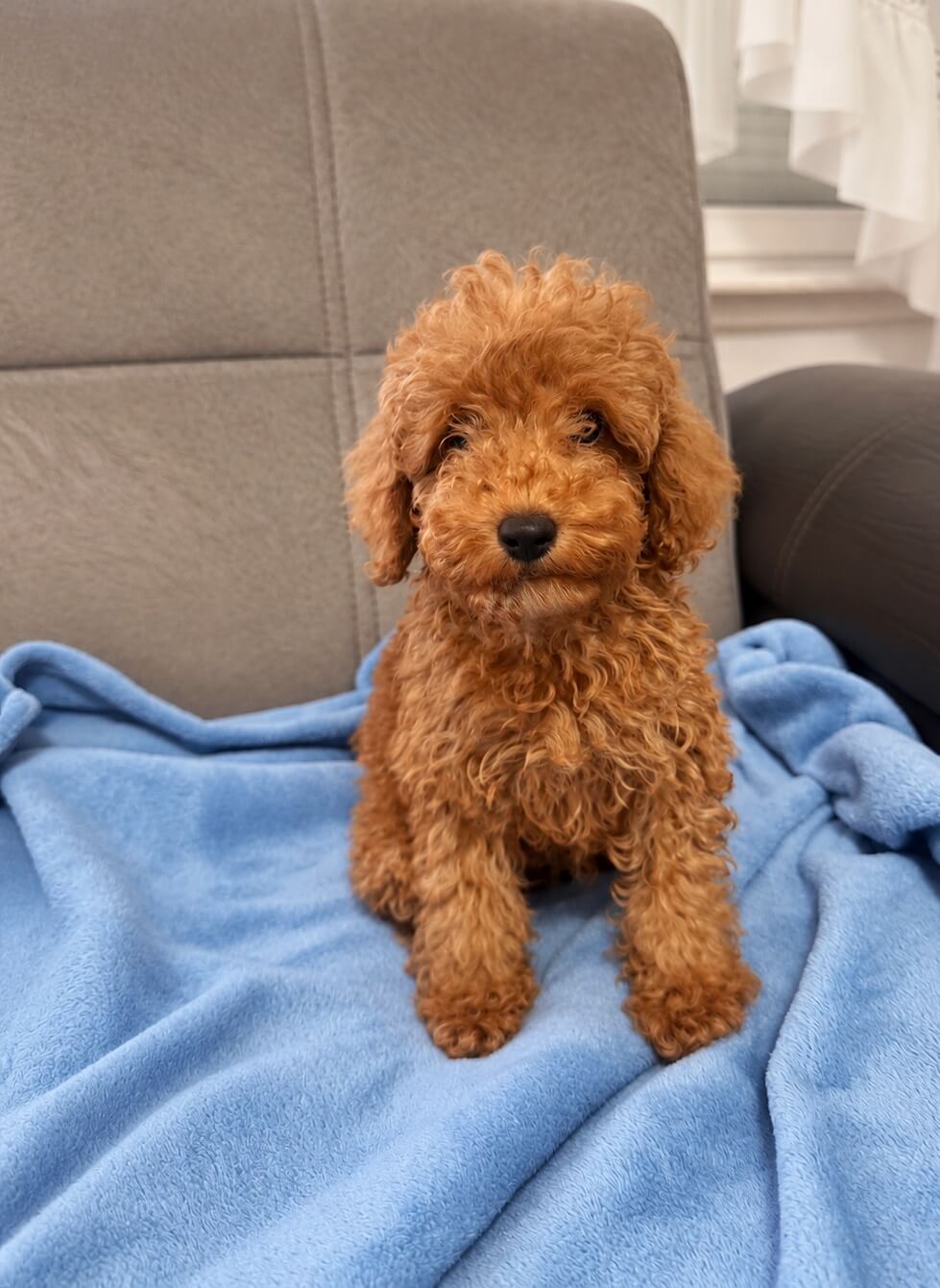 Toy poodle puppy Juno
