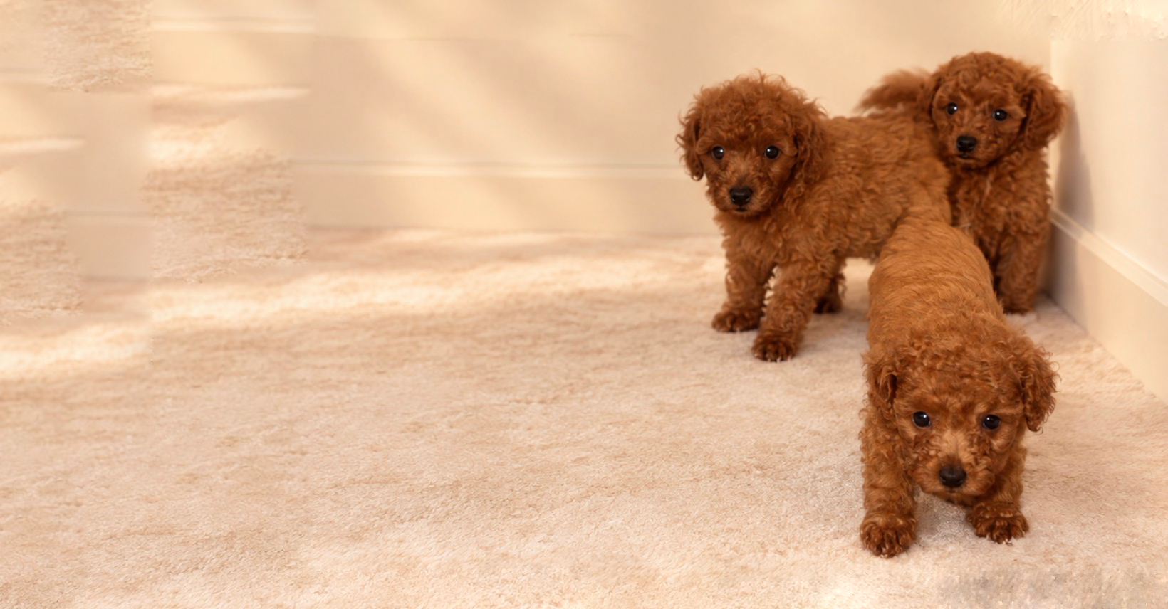 Toy poodle litter at Cheke's Kennel